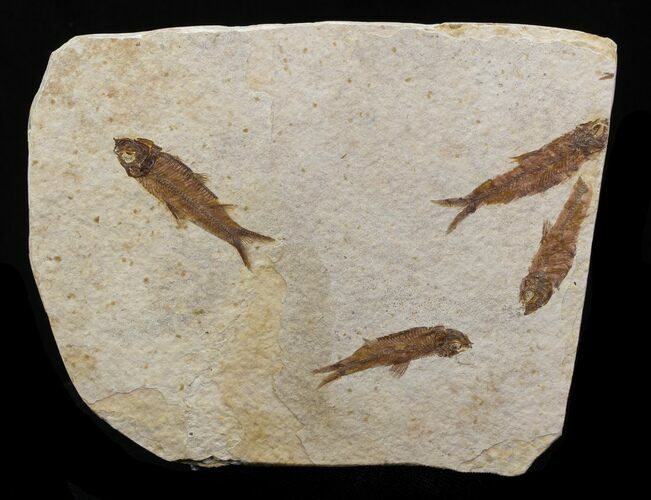 Fossil Fish (Knightia) Multiple Plate - Wyoming #31845